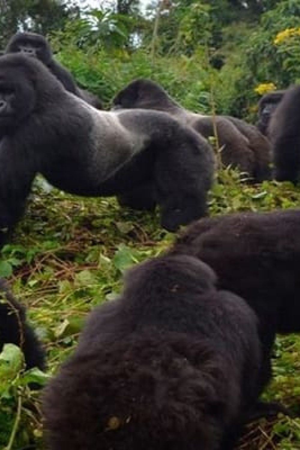 Mountain gorillas thriving in their natural habitat in Volcanoes National Park, Rwanda. A symbol of successful conservation and sustainable tourism efforts.