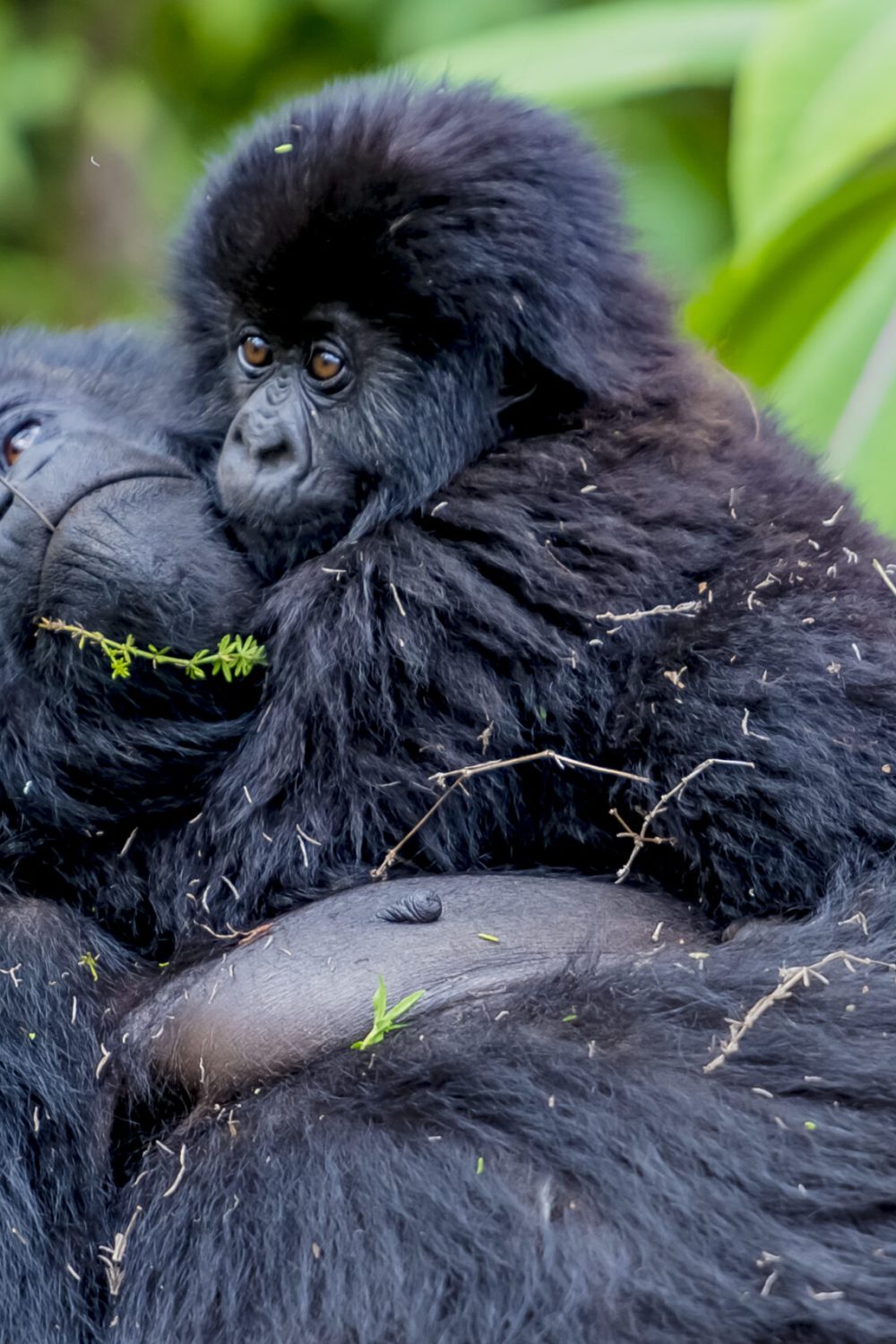Mother mountain gorilla lying on her back while cradling her baby in Volcanoes National Park, Rwanda.