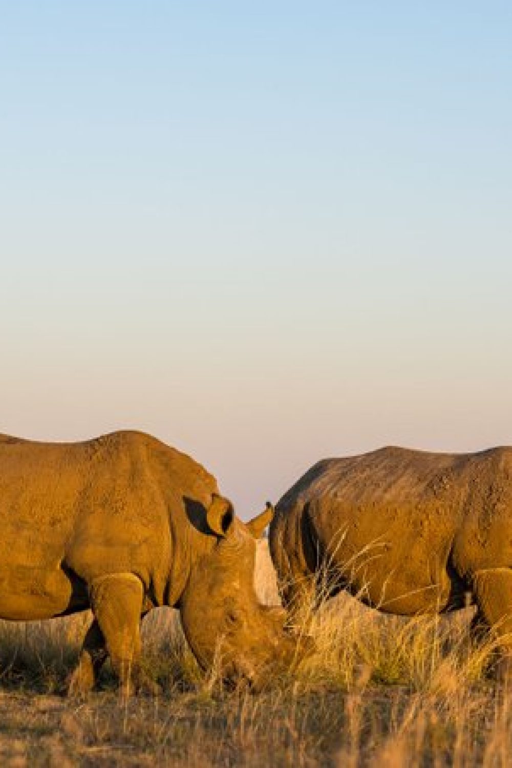Two southern white rhinos grazing peacefully in the golden evening light on open grasslands of Akagera National Park.