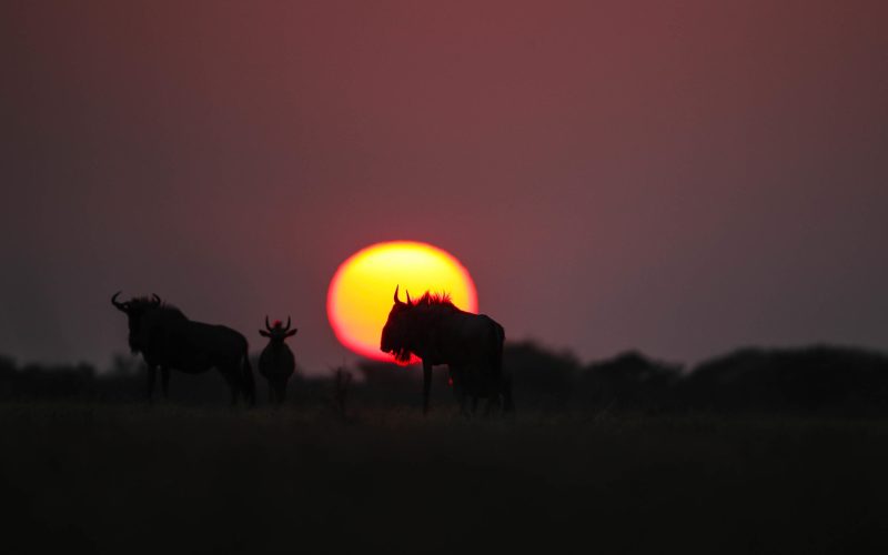 Wildlife