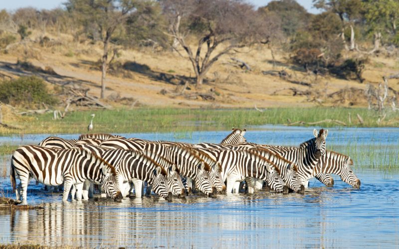 boteti-river-wildlife-06