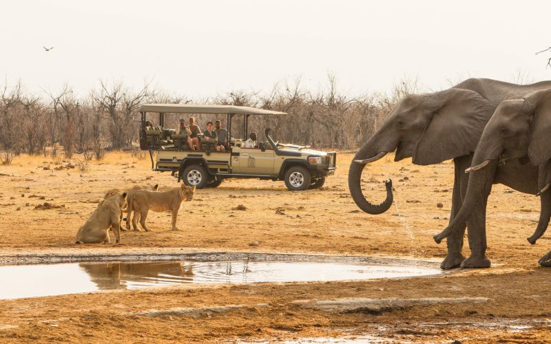 savute_game_drive-291