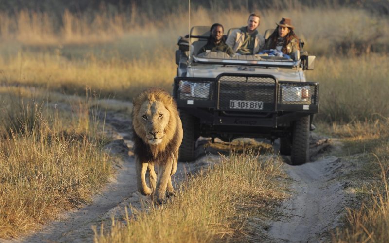 sfs_lion_31
